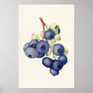 Färgning av blåbär (Vaccinium Corymbosum) Poster