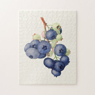 Färgning av blåbär (Vaccinium Corymbosum) Pussel