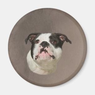 Färgning av Bulldog Vatten Färg Art Magnet