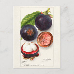 Färgning av frukt (Garcinia Mangostana) Vykort