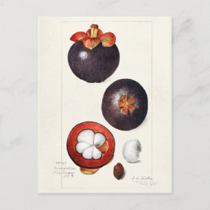 Färgning av frukt (Garcinia Mangostana) Vykort