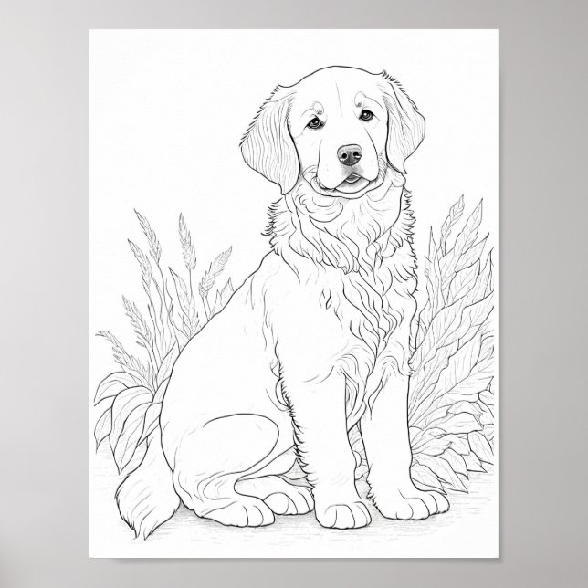 Färgning av Golden Retriever-Vuxen för Hund Poster (Framsidan)
