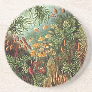 Färgning av Haeckel Moss Grass Mushroom Underlägg Sandsten