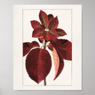 Färgning av Löv (Prunus virginiana) Poster