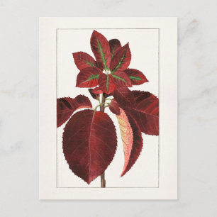 Färgning av Löv (Prunus virginiana) Vykort