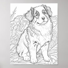 Färgning av Vuxen Australian shepherd Hund Poster