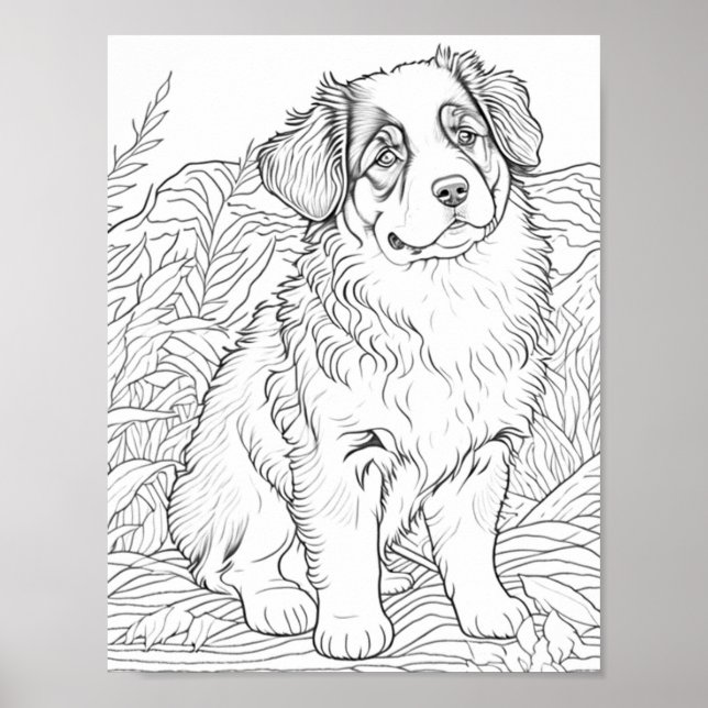 Färgning av Vuxen Australian shepherd Hund Poster (Framsidan)
