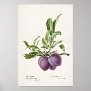 Färgning på lila plommon (Prunus Domestica) Poster