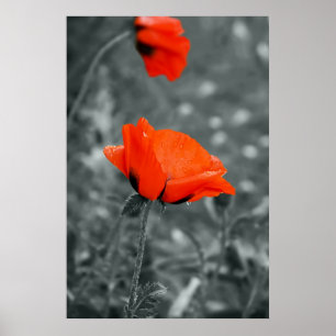Färgnyckel Poppy Affisch