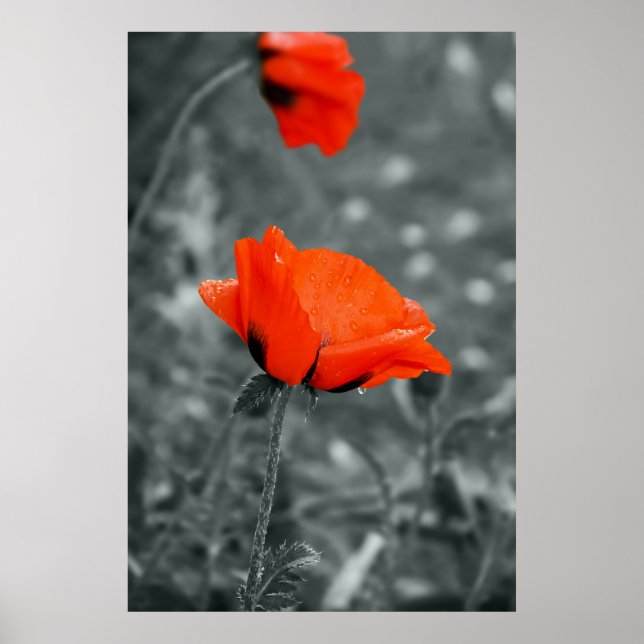Färgnyckel Poppy Affisch (Framsidan)