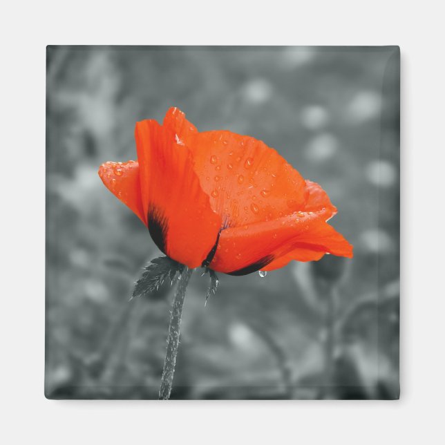 Färgnyckel Poppy Magnet (Framsidan)