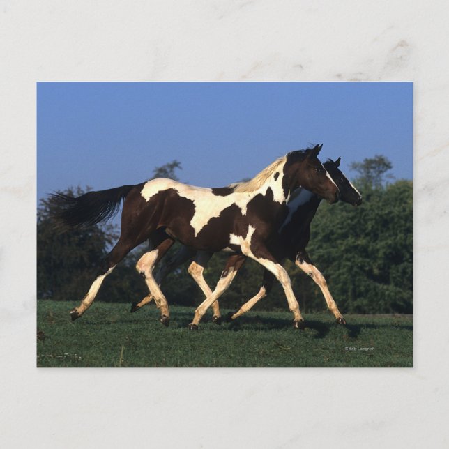 Färgorientering som körs vykort (Framsida)