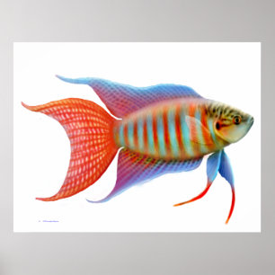 Färgparadise Gourami Fish Skriv ut Poster