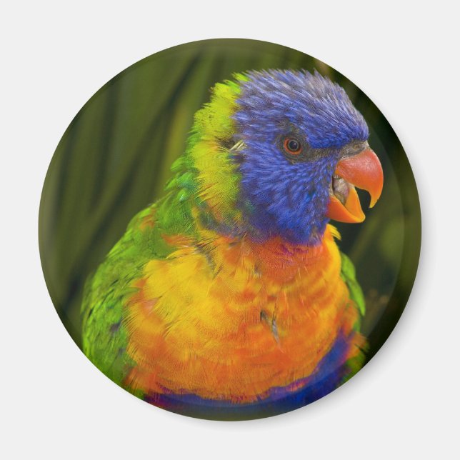 Färgparakit Magnet (Framsidan)