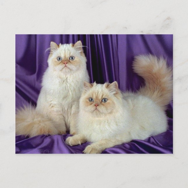 Färgpunktsfärgat Långhårig, krämpunktsfärgpunkt Vykort (Framsida)