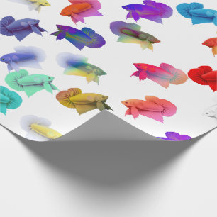 Färgrik Betta akvariefisk som slår in papper Presentpapper