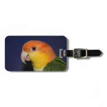 Färgrik Caiquepapegoja