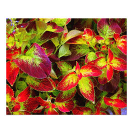 'Färgrik Coleus' Fotoutskrift Fototryck
