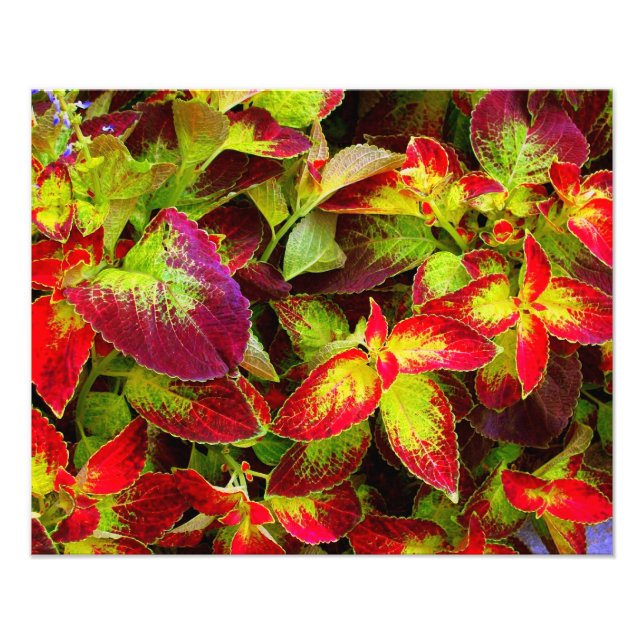 'Färgrik Coleus' Fotoutskrift Fototryck (Framsidan)