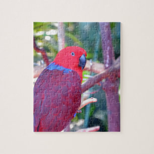 Färgrik eclectuspapegoja pussel