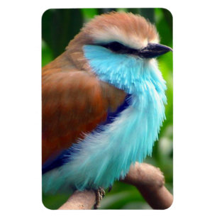 Färgrik fågel magnet