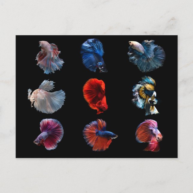 Färgrik fisk vykort (Framsida)