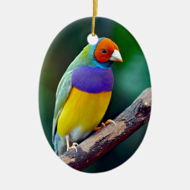 Färgrik gouldiamad finch julgransprydnad keramik (Framsidan)