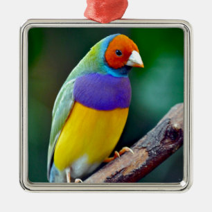 Färgrik gouldiamad finch julgransprydnad metall