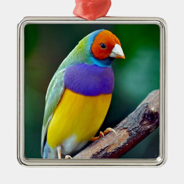 Färgrik gouldiamad finch julgransprydnad metall (Framsidan)