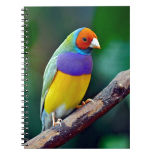Färgrik gouldian finch anteckningsbok med spiral