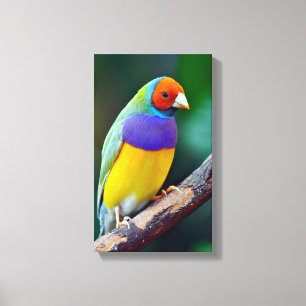 Färgrik gouldian finch canvastryck