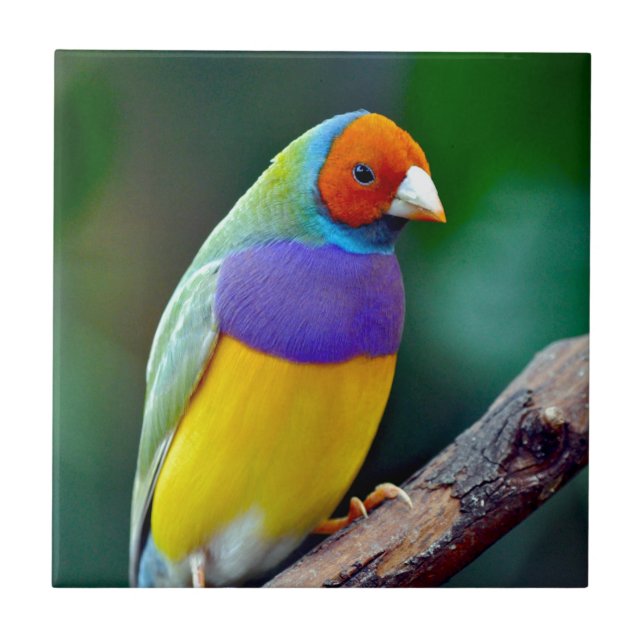 Färgrik gouldian finch kakelplatta (Framsidan)