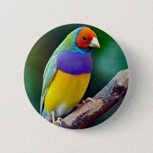 Färgrik gouldian finch knapp