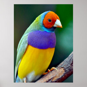 Färgrik gouldian finch poster