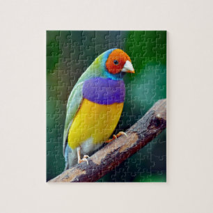Färgrik gouldian finch pussel