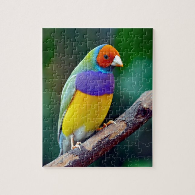 Färgrik gouldian finch pussel (Vertikal)