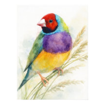 Färgrik Gouldianfink fågel