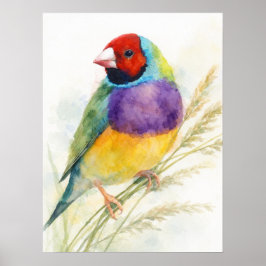 Färgrik Gouldianfink fågel Poster
