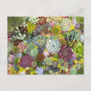 Färgrik Grönskande Sukkulenter Vykort