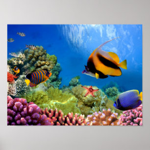 Färgrik korall & tropisk fisk poster