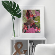 Färgrik Luden Begonia Blomma