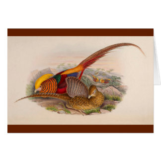 Färgrik pheasant hälsningskort