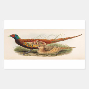 Färgrik pheasant rektangulärt klistermärke