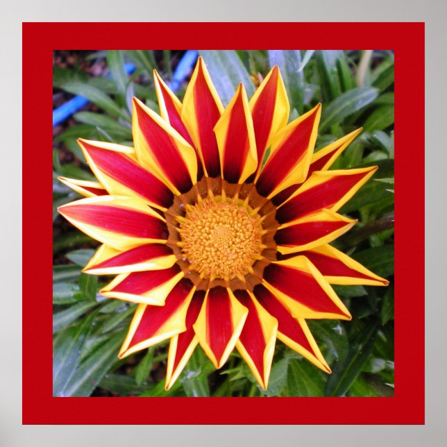 Färgrik röd och gul blomfotoaffisch poster (Framsidan)