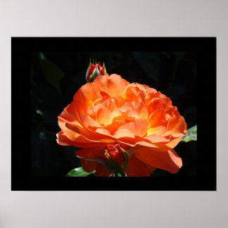 Färgrik ros blomma blomster Fin konsttryck Orange Poster