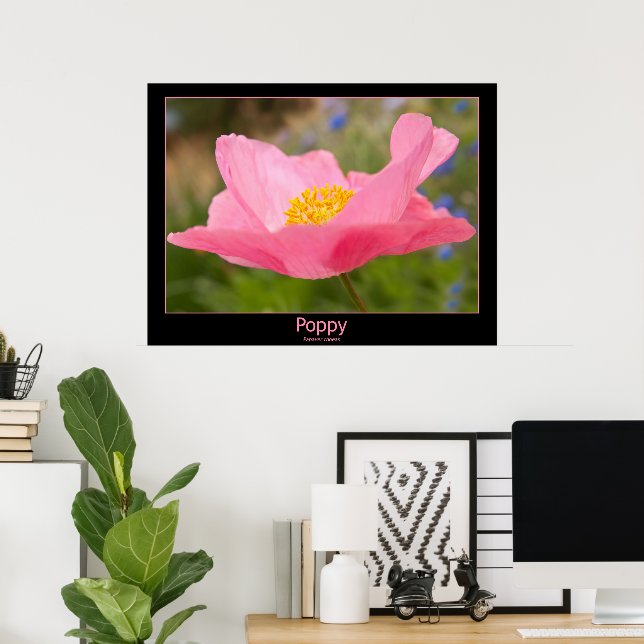 Färgrik rosa vallmofotografi närbild poster (Hemmakontoret)
