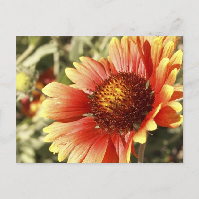 Färgrik solig filtblommig Gaillardia-foto Vykort (Framsida)