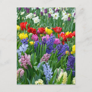 Färgrik vårblomsterträdgård vykort