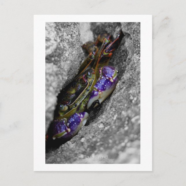 Färgrik varelse vykort (Framsida)