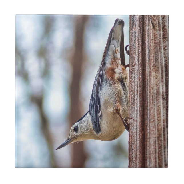 Färgrik Vit-gådd mot Nuthatch Kakelplatta (Framsidan)